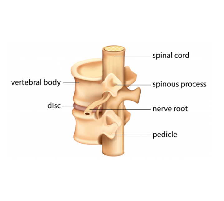 חוליות עמוד השדרה